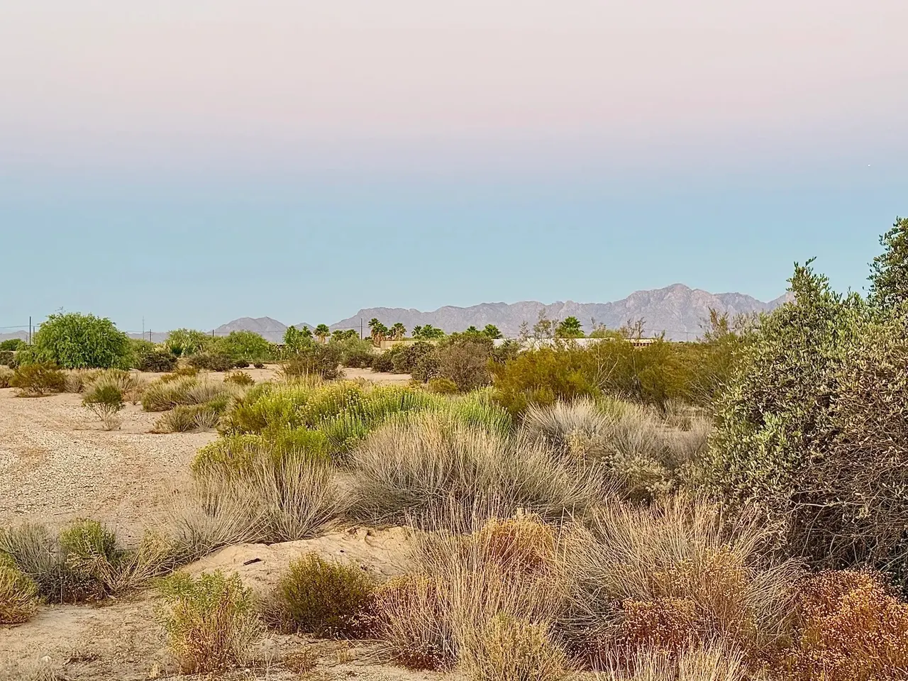 Native desert scrub with blue mountains on the horizon