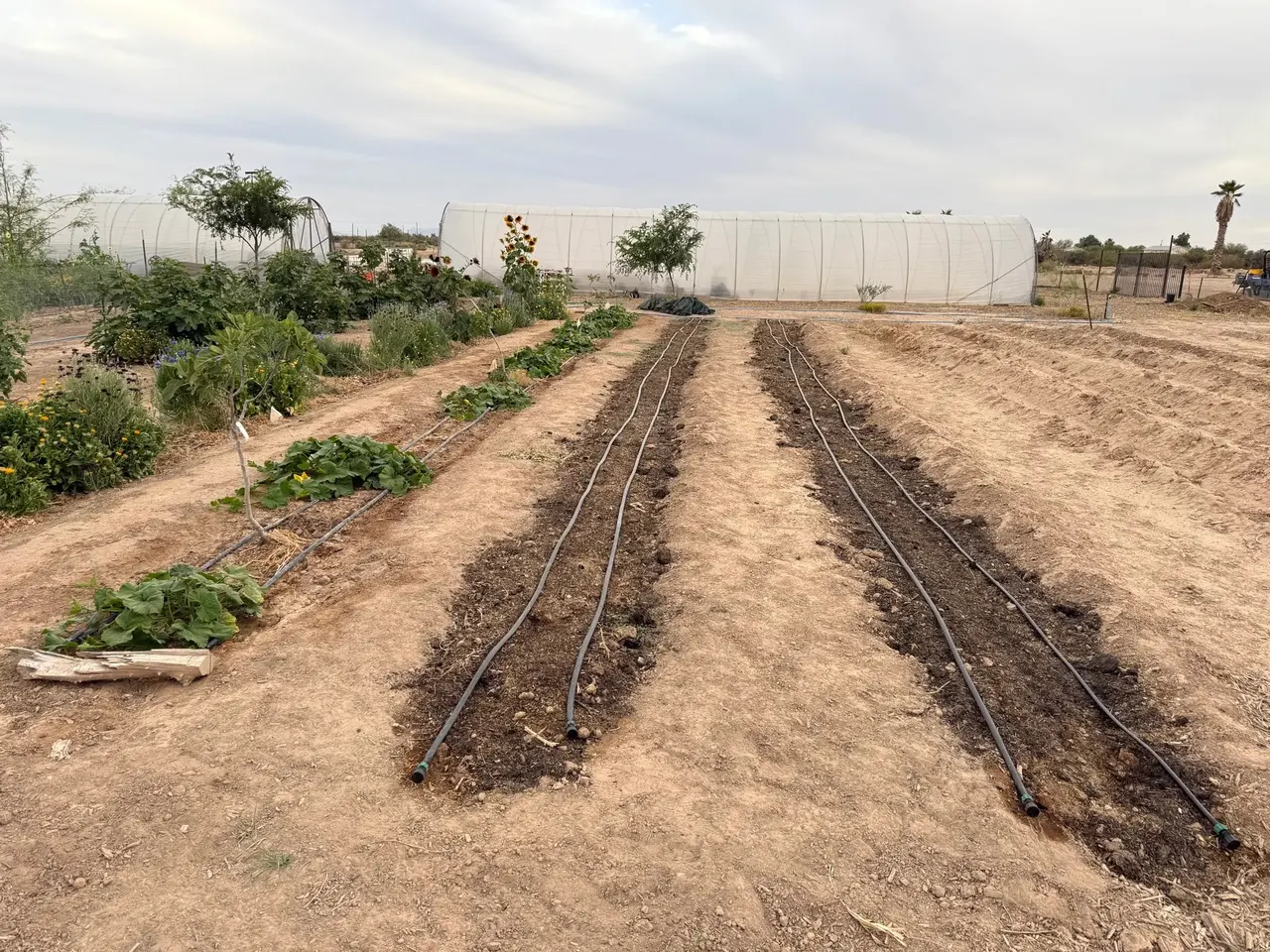 Freshly planted farm beds with drip lines and a hoop house