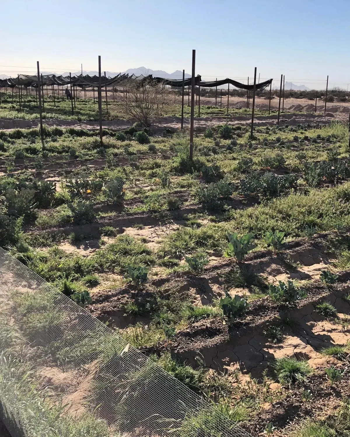 Rows of young plantings on the farm with mountains beyond
