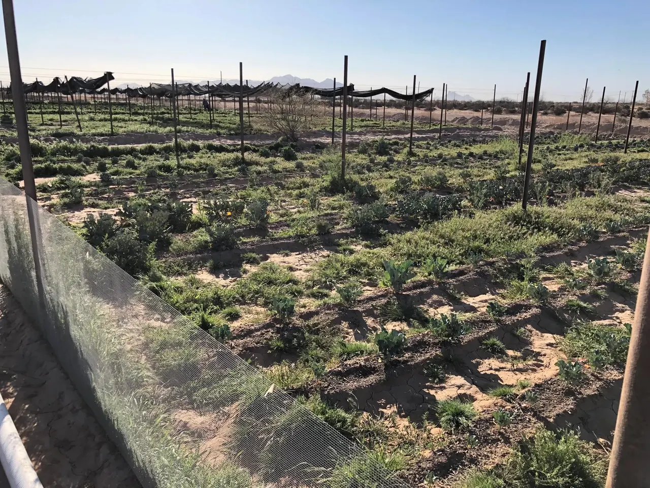 Rows of young plantings on the farm with mountains beyond