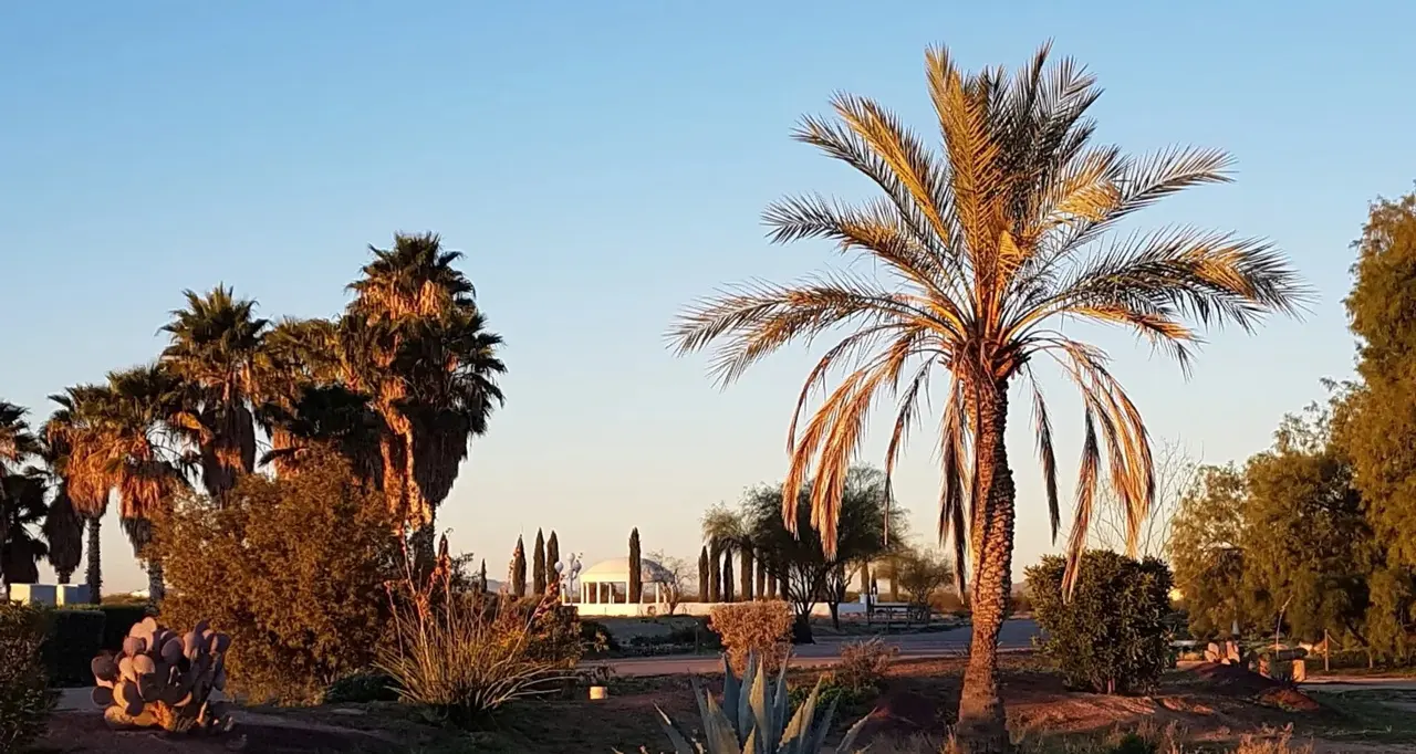 A palm lit gold by the late sun