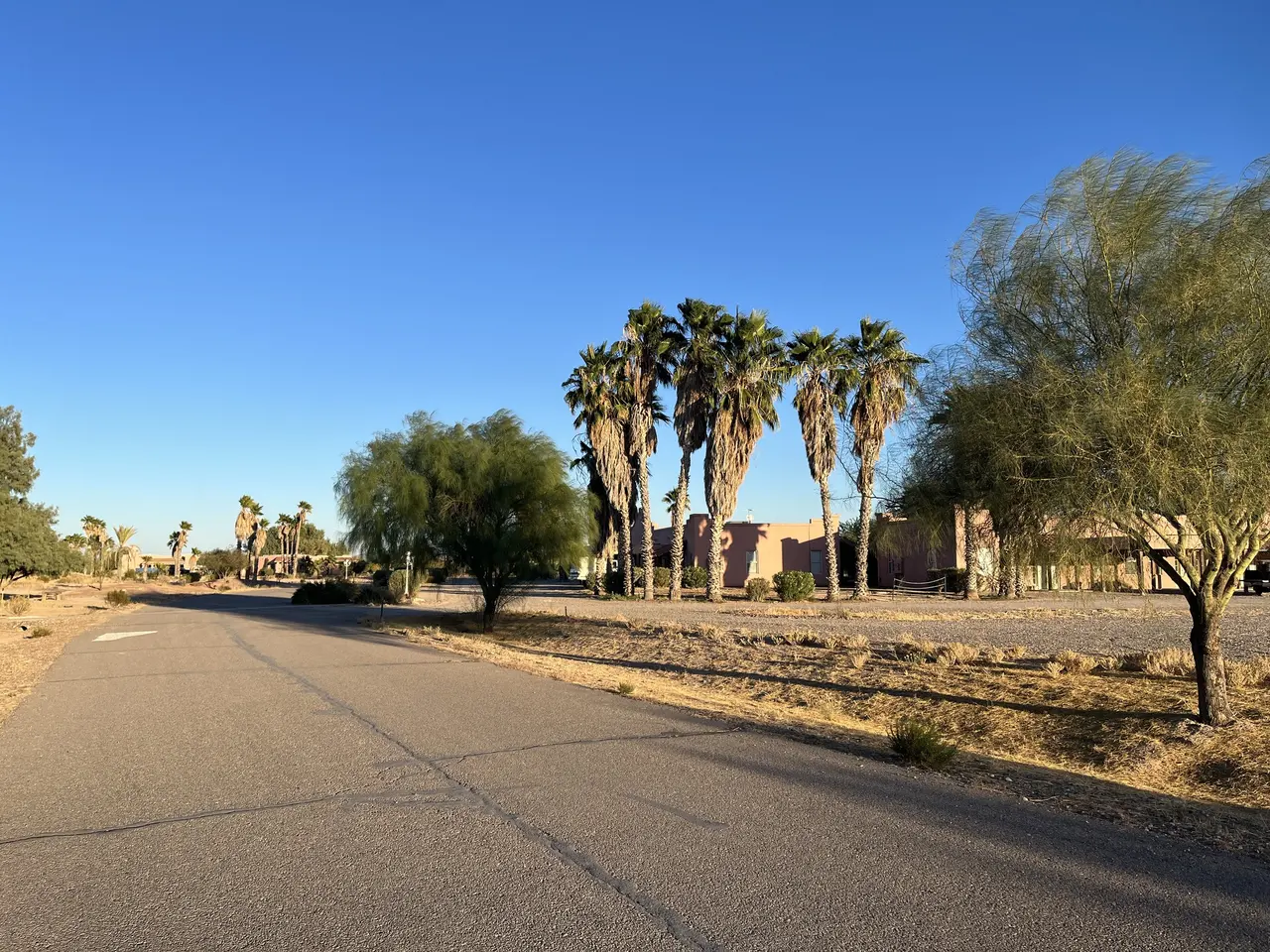 Tall palms over the road into campus on a clear morning