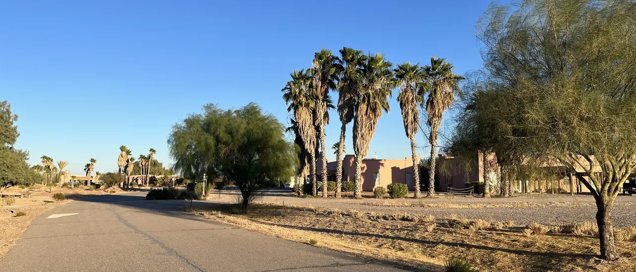 Tall palms over the road into campus on a clear morning