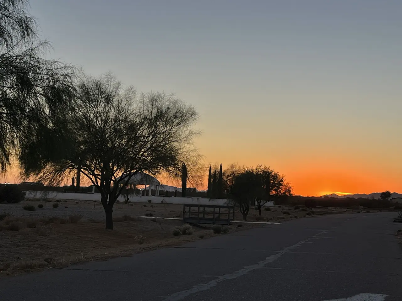 Mesquite silhouettes along the campus road at sundown